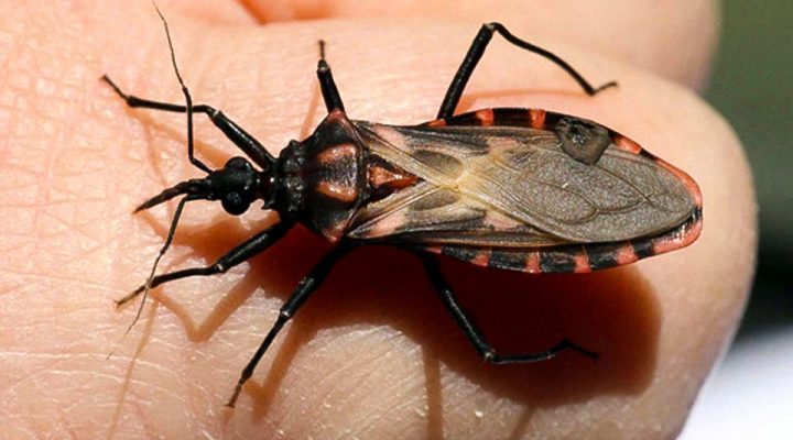 Catamarca, entre las provincias más afectadas por el Chagas